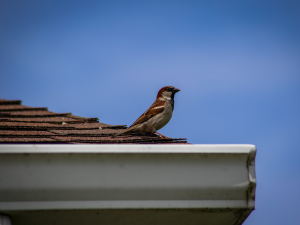 bird nesting on a roof