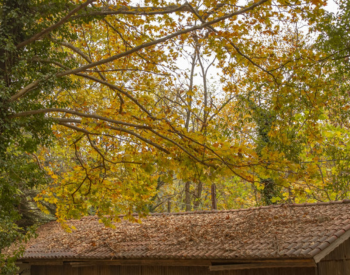 tree branches near a roof in Bethany Beach that need trimming